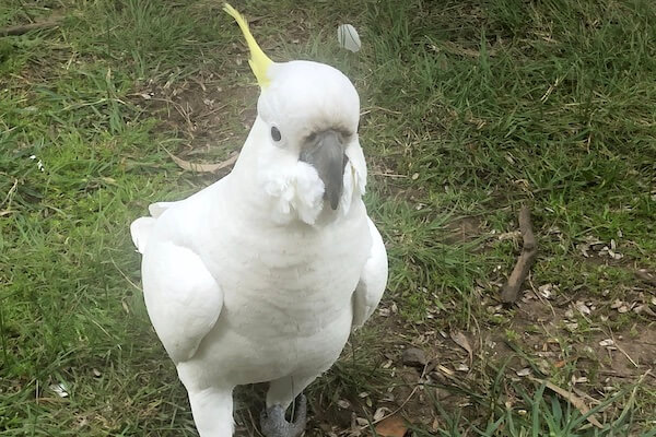 Sulphur-Crested Cockatoo
