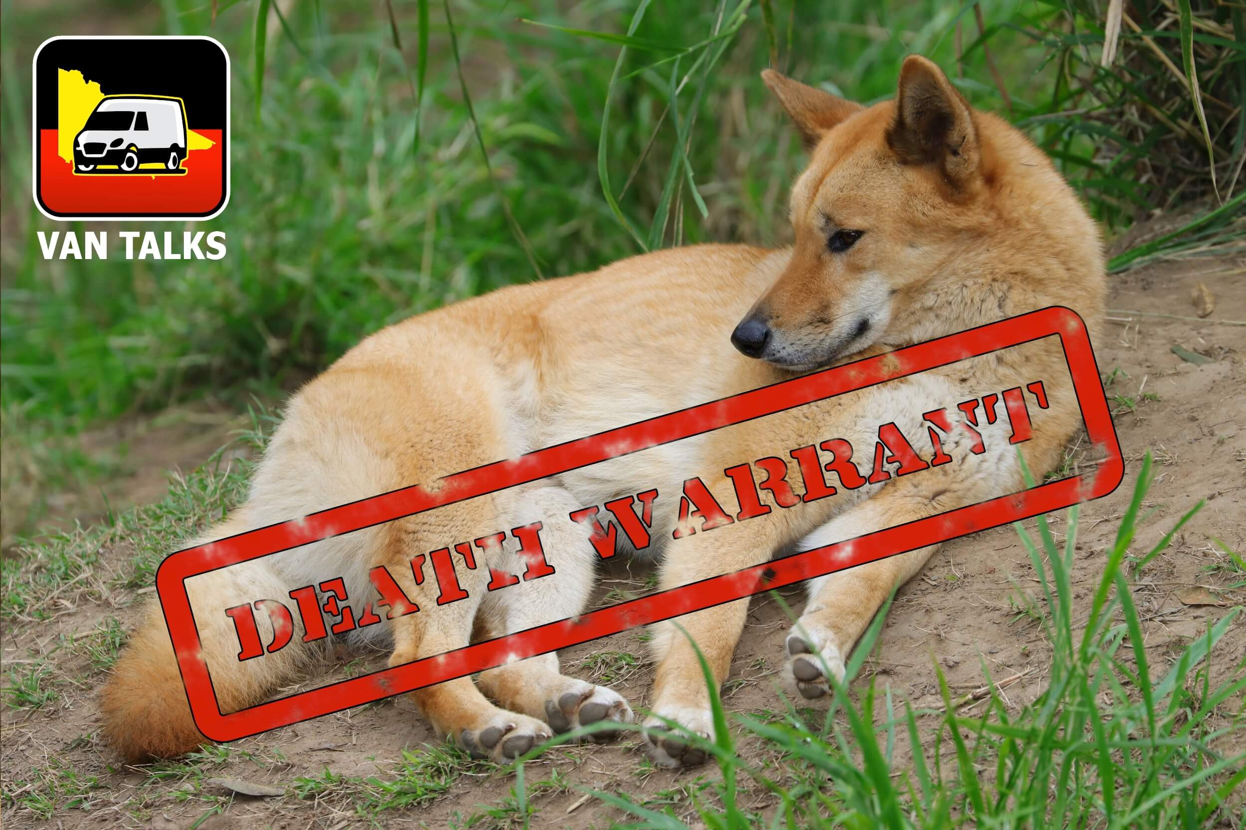 The Victorian Government effectively signs a death warrant on the state’s dingo population