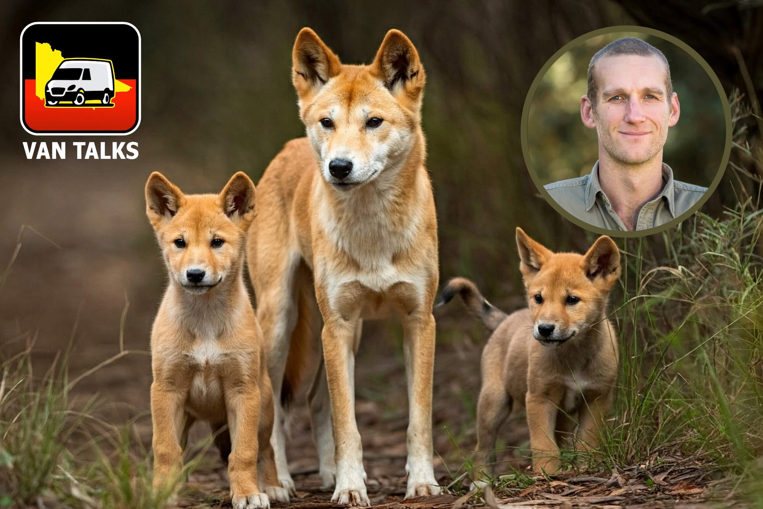 Victoria’s dingoes are the ones to lose out under outdated state legislation